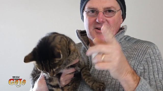 Hug Your Cat Day | Wallaby смотреть онлайн