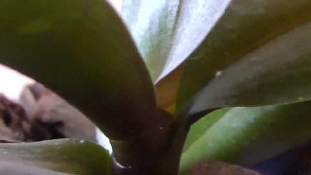 причины изменения окраски листьев орхидеи фаленопсис. листья краснеют. Фиолетовые листья у орхидеи. смотреть онлайн