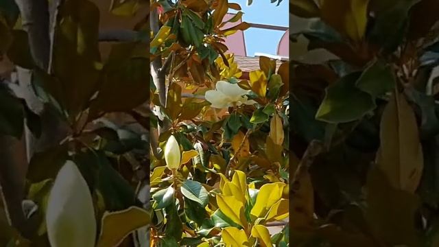 цветение фикуса! смотреть онлайн