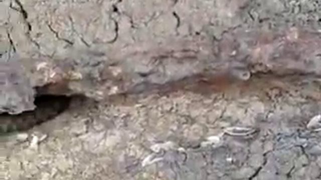 Водоплавающая змея Черного моря. смотреть онлайн