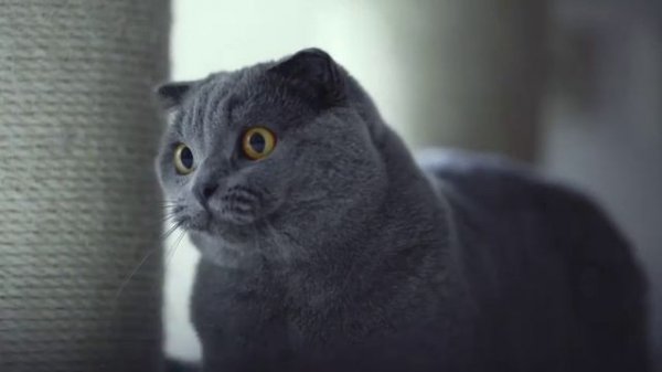 Funny cats/two😸😸😸/ In Hindi /kittens venkararmana studio /cats meowing/kitten & puppy🐈🐈🐈