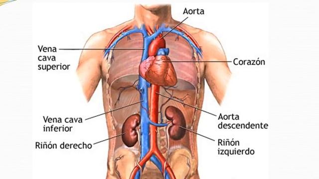 Órganos y sistemas de los seres vivos animales смотреть онлайн