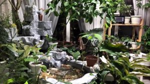 БУГЕНВИЛЛИЯ ЗИМА ЗА ОКНОМ А МЫ ЦВЕТЕМ | ОБЗОР И УХОД ЗИМОЙ 4К