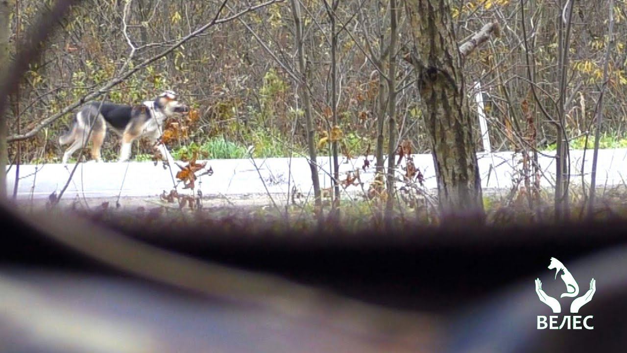 История спасения 