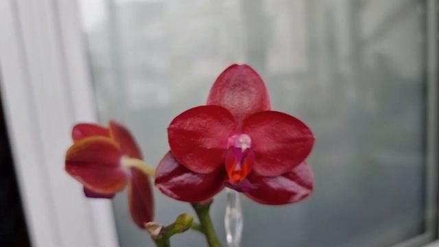 Часть 1. Праздничный обзор. Шапка белых цветов Азиатские старички коллекции орхидей. Что за праздни смотреть онлайн