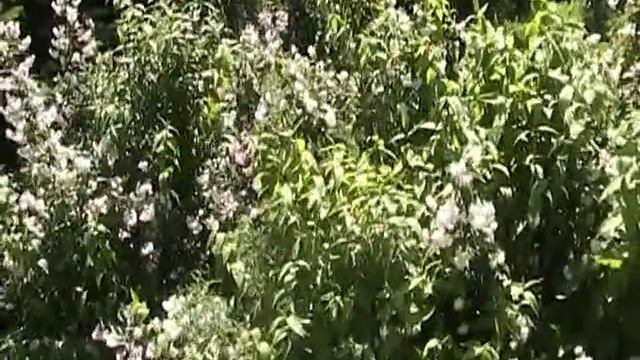 Дейция в пору цветения смотреть онлайн