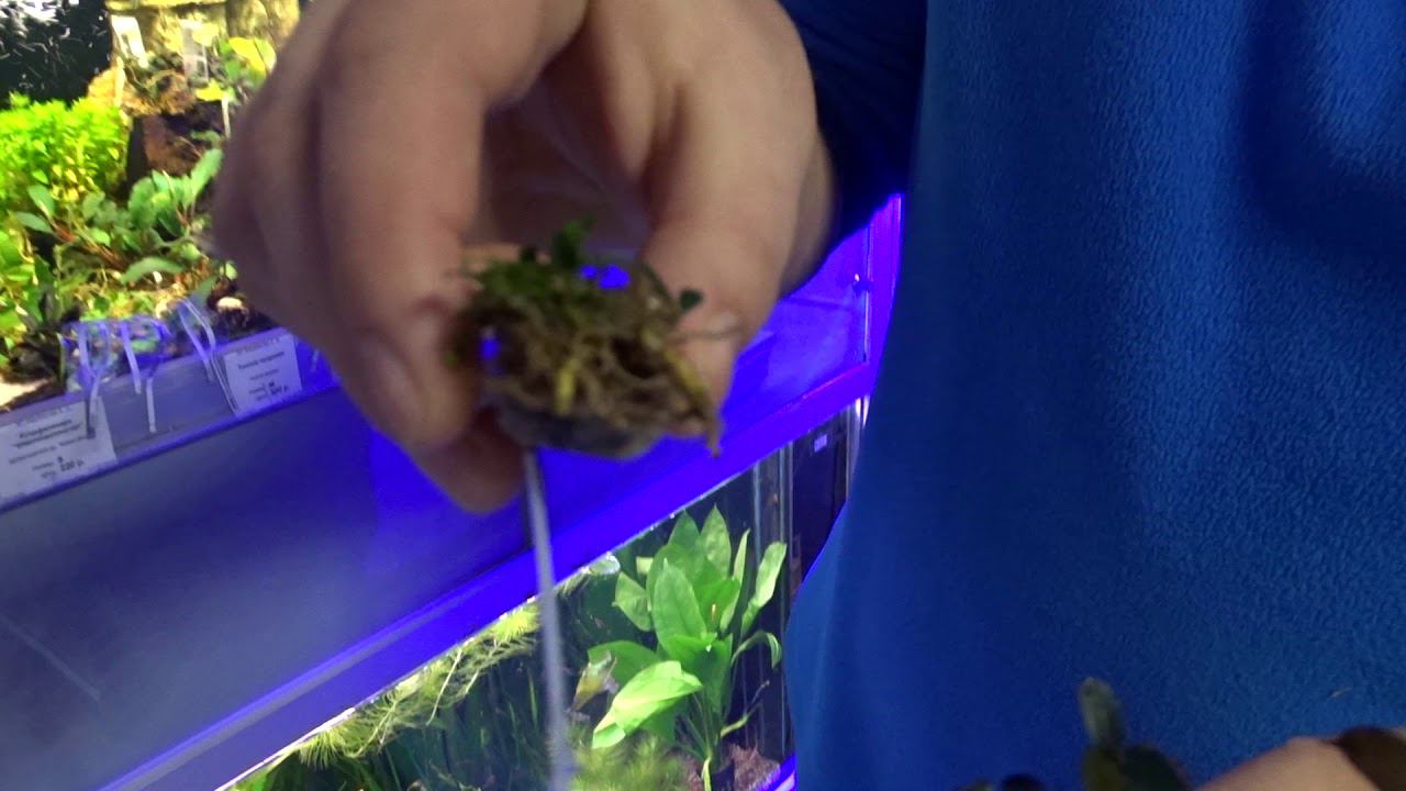 Редкие виды #буцефаландр смотреть онлайн