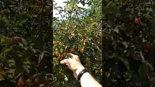 Сонник Заваривать шиповник во снах.mp4 смотреть онлайн