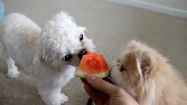 Котенок ест арбуз.. The kitten eats watermelon смотреть онлайн