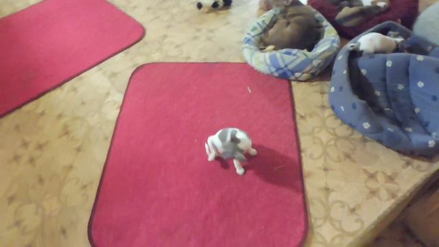 Вечер почти ВСЕХ наших ПИТОМЦЕВ - попугаи , черепахи , песчанки , чихуа , кура с цыплятами , улитки смотреть онлайн