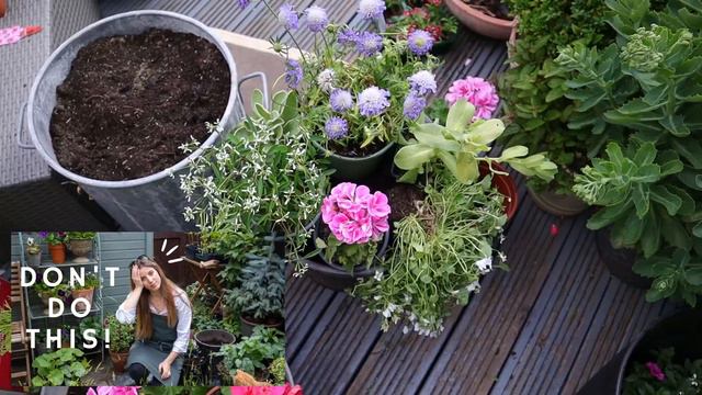 3 container planting recipes for Summer☀️💜 | Best plants mix for months of flowers | FULL SUN смотреть онлайн