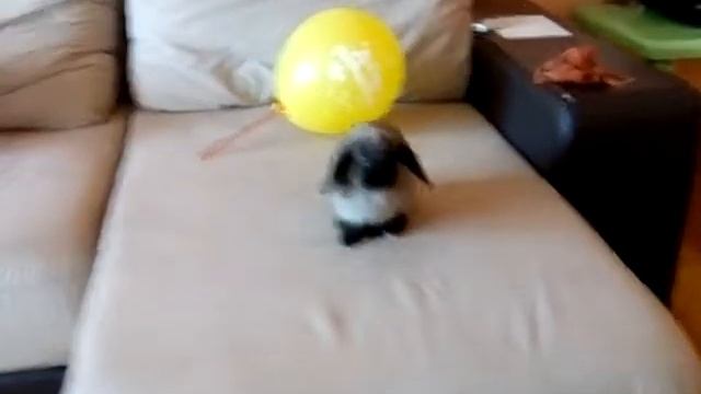 Наша красавица Сюзи. Карликовый вислоухий кролик. 5 мес. 11 мая 2018 г. смотреть онлайн