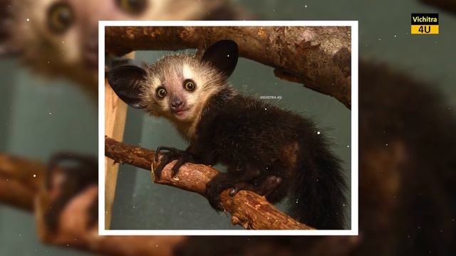 ये जानवर दुश्मन को देखते ही गोल क्यों हो जाते हैं ?Why do these animals become round on seeing enem смотреть онлайн