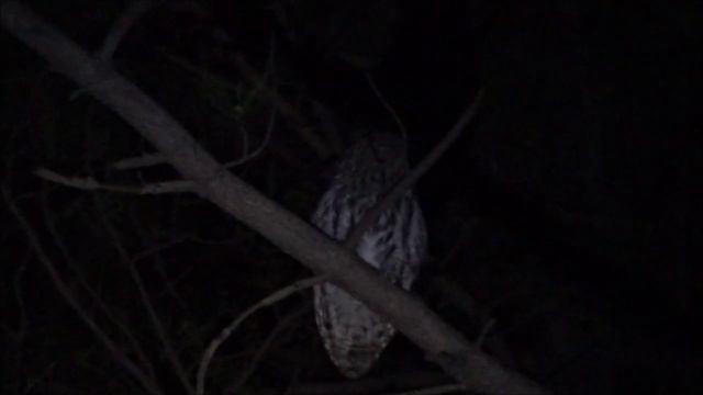 Серая неясыть - Strix aluco смотреть онлайн