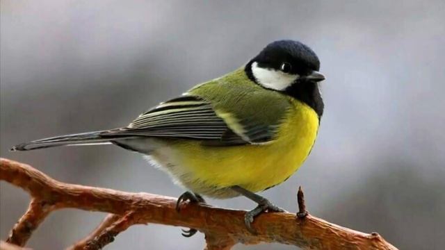 Звук синицы, пение синицы # tit sound смотреть онлайн