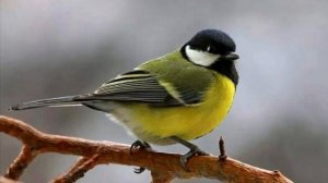 Звук синицы, пение синицы # tit sound