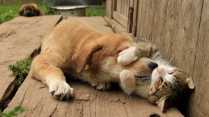 Обалденно смешные собаки и кошки! Подборка приколов с котами, кошками и собаками лето 2022