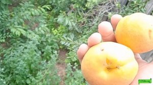 Абрикос сорт Астраханский ранний, очень крупные плоды, Астрахань 2023г