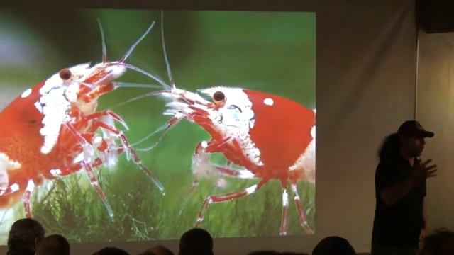 Крис Лукхауп в России. Часть 5. Креветки в аквариуме и природе. смотреть онлайн