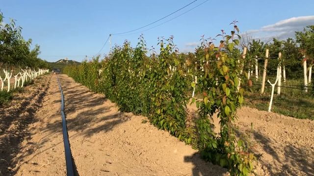 Миндаль Вайро Маринада, и подвой Кубань 86 в саду Крым смотреть онлайн