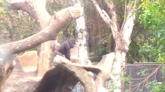 Jabali got a lot of cookies❤️❤️😋😆🤣💦|D'jeeco Family|Gorilla|Taipei zoo смотреть онлайн