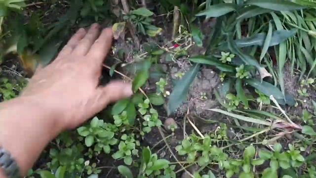 Октябринки, сентябринки,когда их рассаживать? смотреть онлайн