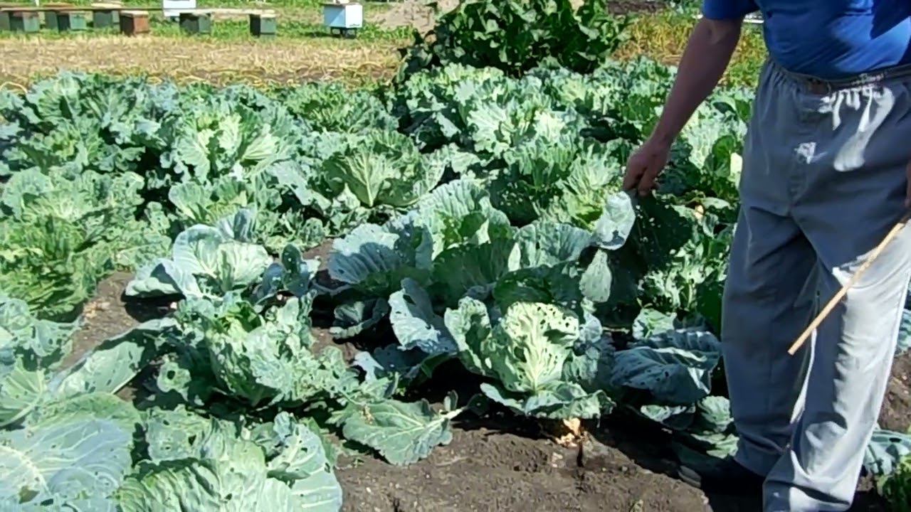 Ай да капуста! смотреть онлайн