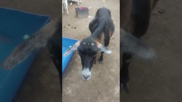 НАША КОЗА ЛЯЛЯ/ДАЧА/ЛЮБИМЫЕ ЖИВОТНЫЕ