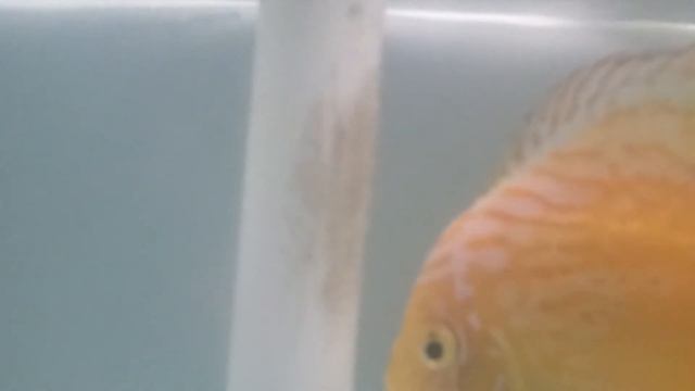 Discus Diskus Golden Marlboro