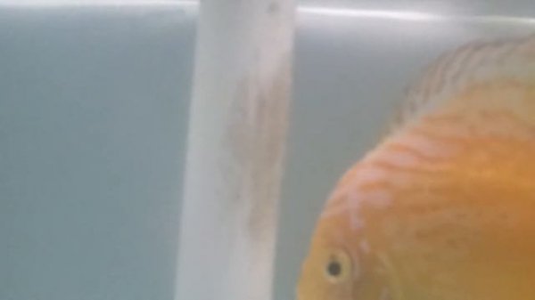 discus diskus golden marlboro