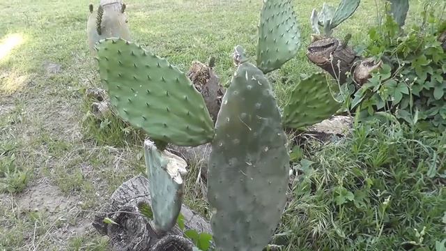 Kemer Dream, Кемер. Отдых в мае смотреть онлайн