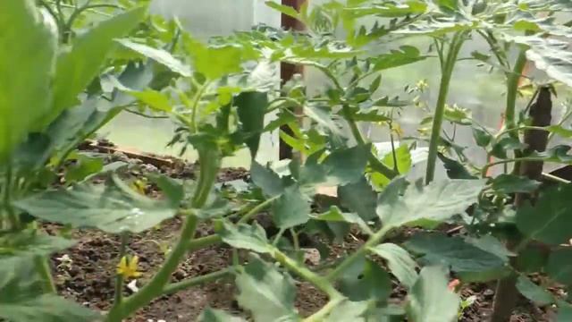 ОТДЫХ НА ДАЧЕ//ЖАРИМ ШАШЛЫК//Дачный влог смотреть онлайн