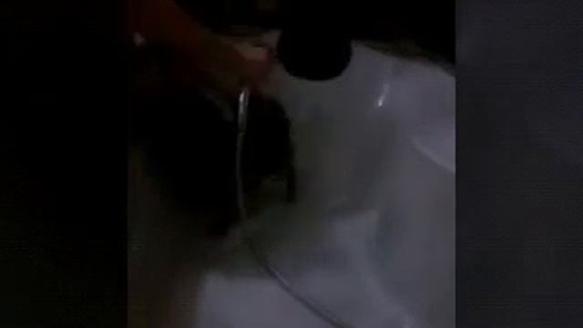 Мою Йоркширского Терьера Бьютика