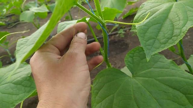 Пасынкование формирование огурцов смотреть онлайн