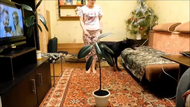 Доберман. Трюки. смотреть онлайн
