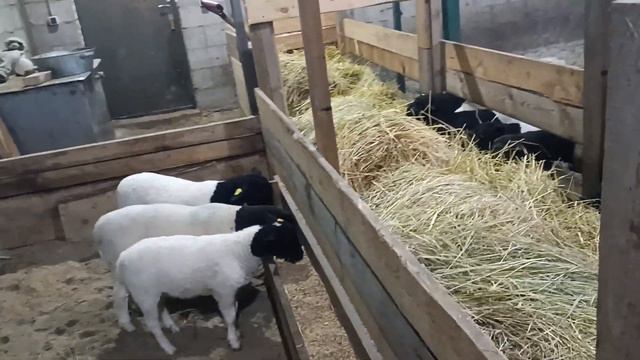 ДОРПЕР. Еще раз о кормлении овцематок и молодняка. смотреть онлайн