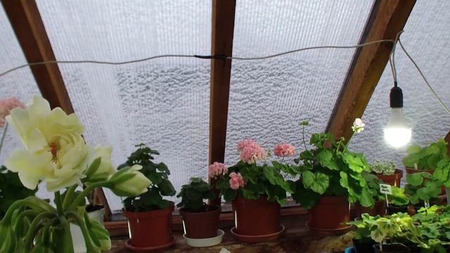 Зимовка пеларгоний сезон 2019 года смотреть онлайн