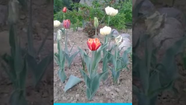 Цветы ,кругом цветы.💋❤розы магия вселенной! смотреть онлайн