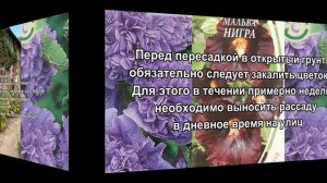 Мальва. Все о Мальве за 5 минут