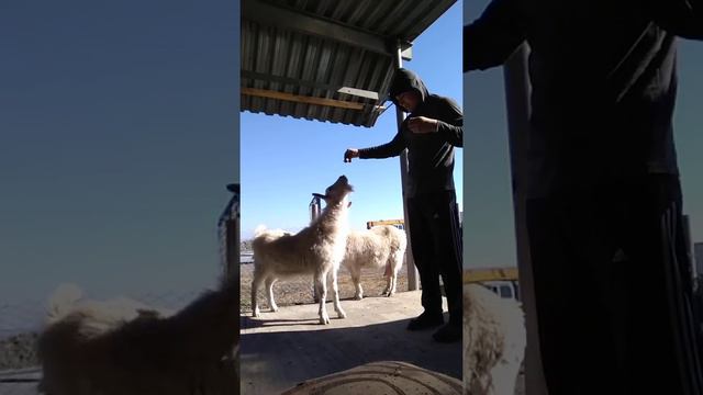 Самый умный козел смотреть онлайн