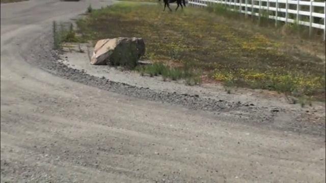 Horses that spook - how to fix it смотреть онлайн