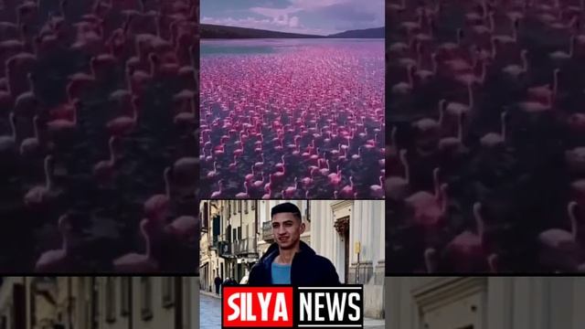 В Кения есть просто удивительное место где обитает очень много птиц Фламинго #sorts #курьезы смотреть онлайн