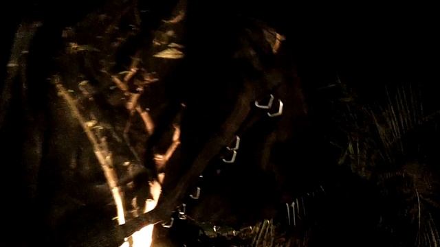 Защита дурмана древовидного (бругманзии) от заморозков. смотреть онлайн