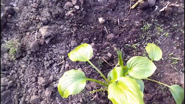Наш сад! Продали коз🙂 смотреть онлайн