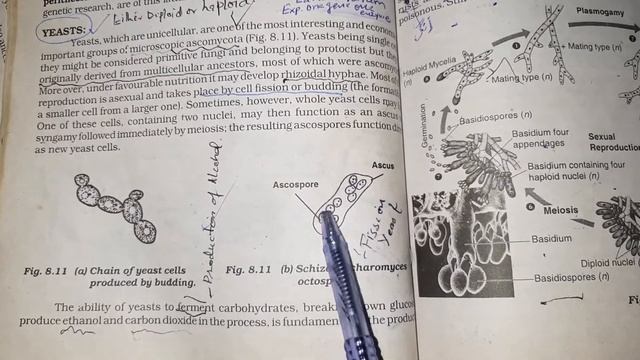 YEAST, ASCOMYCOTA, UNICELLULAR FUNGI, CH.#8, XI, LECTURE IN URDU/HINDI, IMORTANT SINDH COLLEGE EDU. смотреть онлайн