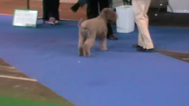 EURO DOG SHOW CELJE 2010 - OPEN CLASS MALES смотреть онлайн