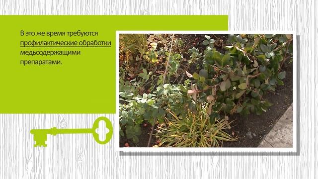 Укрытие древовидного пиона. Простые и надежные способы смотреть онлайн