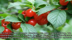 Почему на вишне не распускаются листья