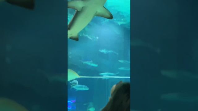 ?Москвариум, ВДНХ смотреть онлайн