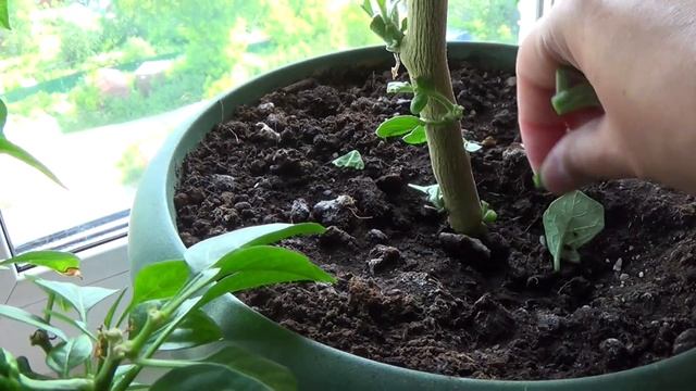 Сладкие перцы поспевают на окне! И горькие! 5 июля 2022 смотреть онлайн